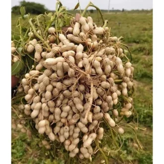 Desi Green Ground Nut